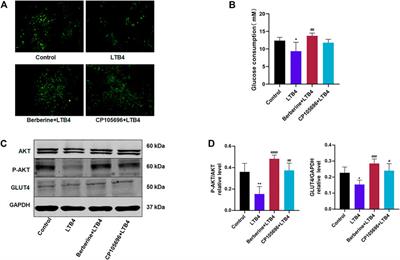 Berberine Alleviates Insulin Resistance and Inflammation via Inhibiting the LTB4–BLT1 Axis